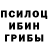 Псилоцибиновые грибы Psilocybine cubensis halle slyter